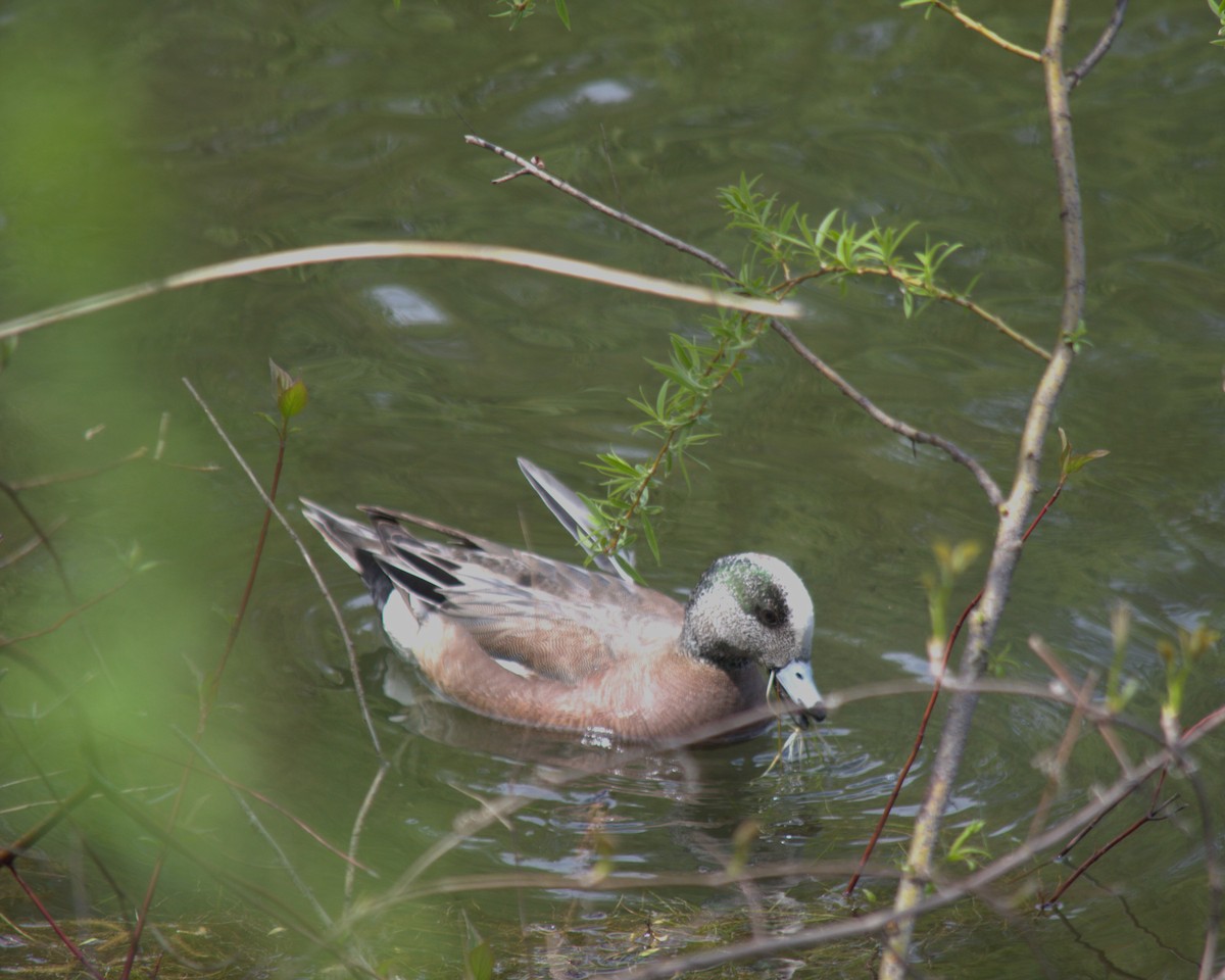American Wigeon - ML619491203