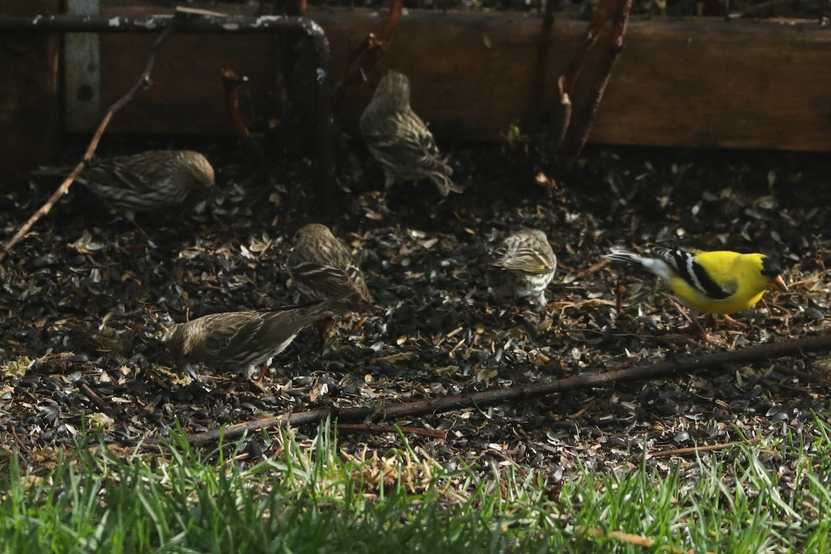 Pine Siskin - Irene Crosland