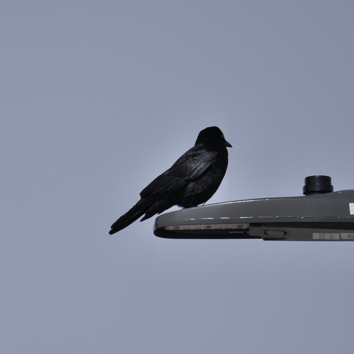 American Crow - Guillaume Charette