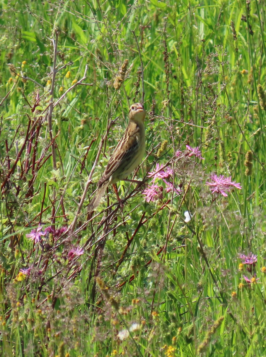 Bobolink - Maryangela Buskey