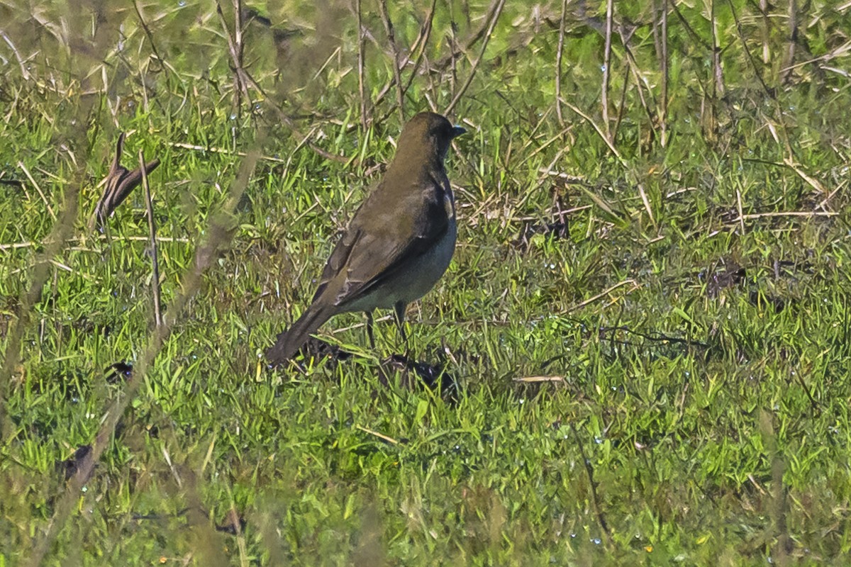 Creamy-bellied Thrush - Amed Hernández