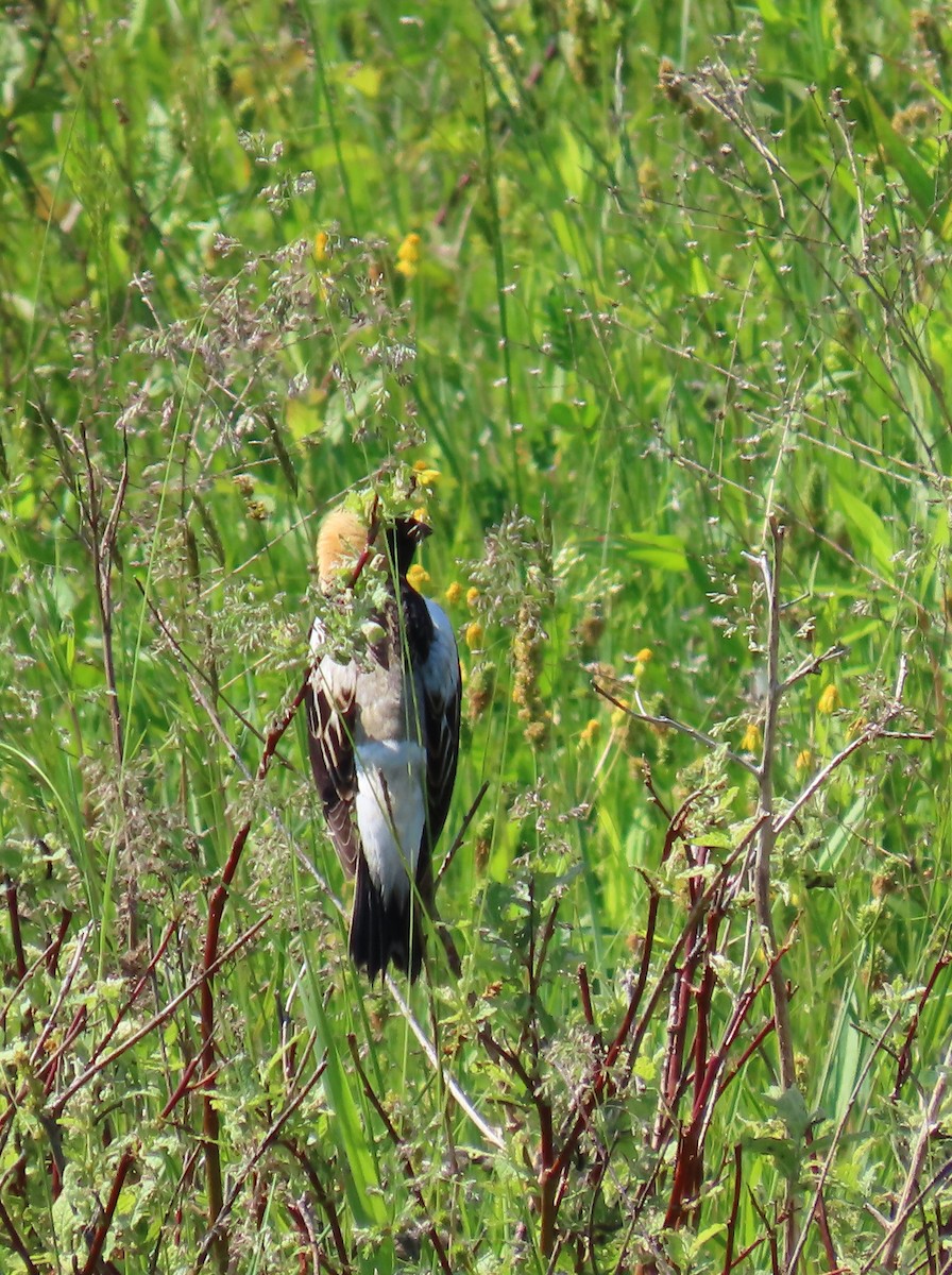 Bobolink - Maryangela Buskey