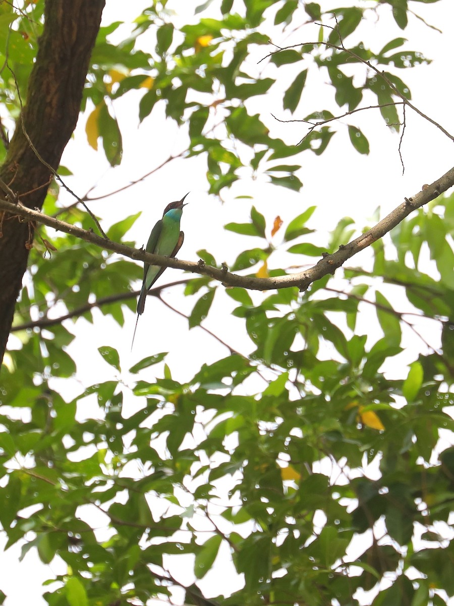 Blue-throated Bee-eater - Matthias Alberti