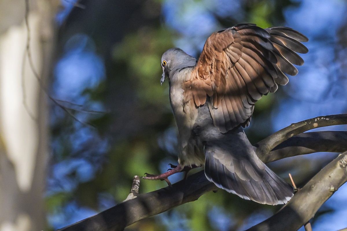 White-tipped Dove - Amed Hernández