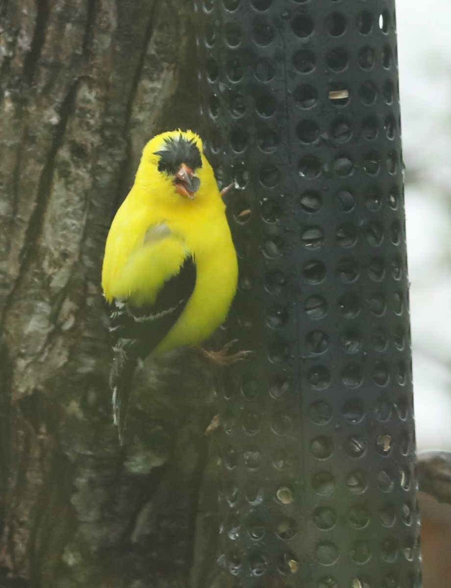 American Goldfinch - Irene Crosland