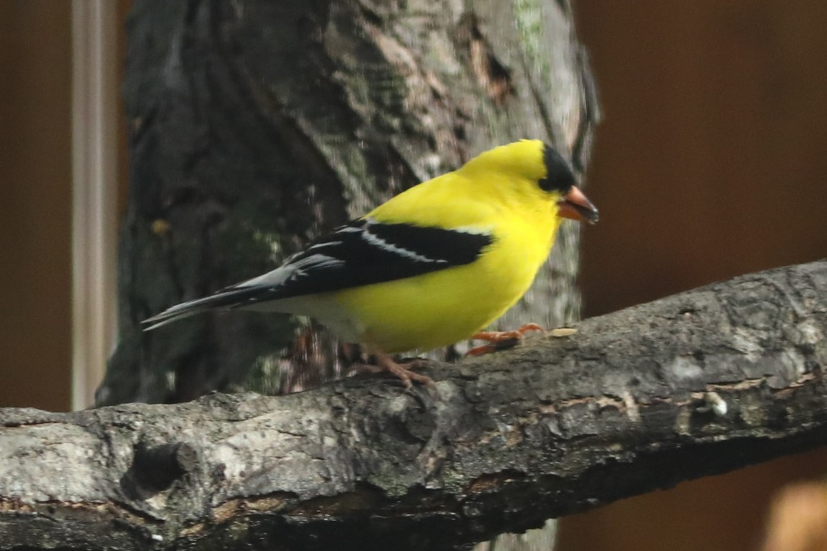 American Goldfinch - Irene Crosland