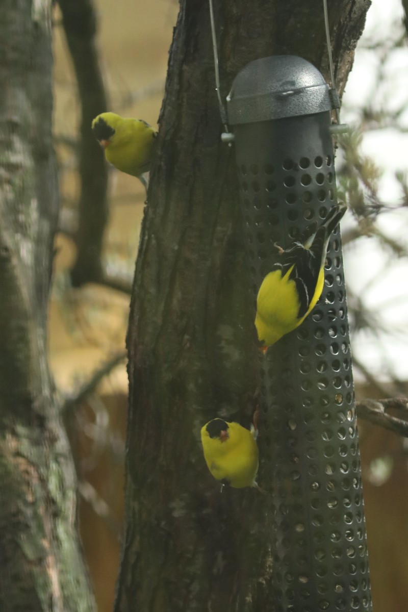 American Goldfinch - Irene Crosland