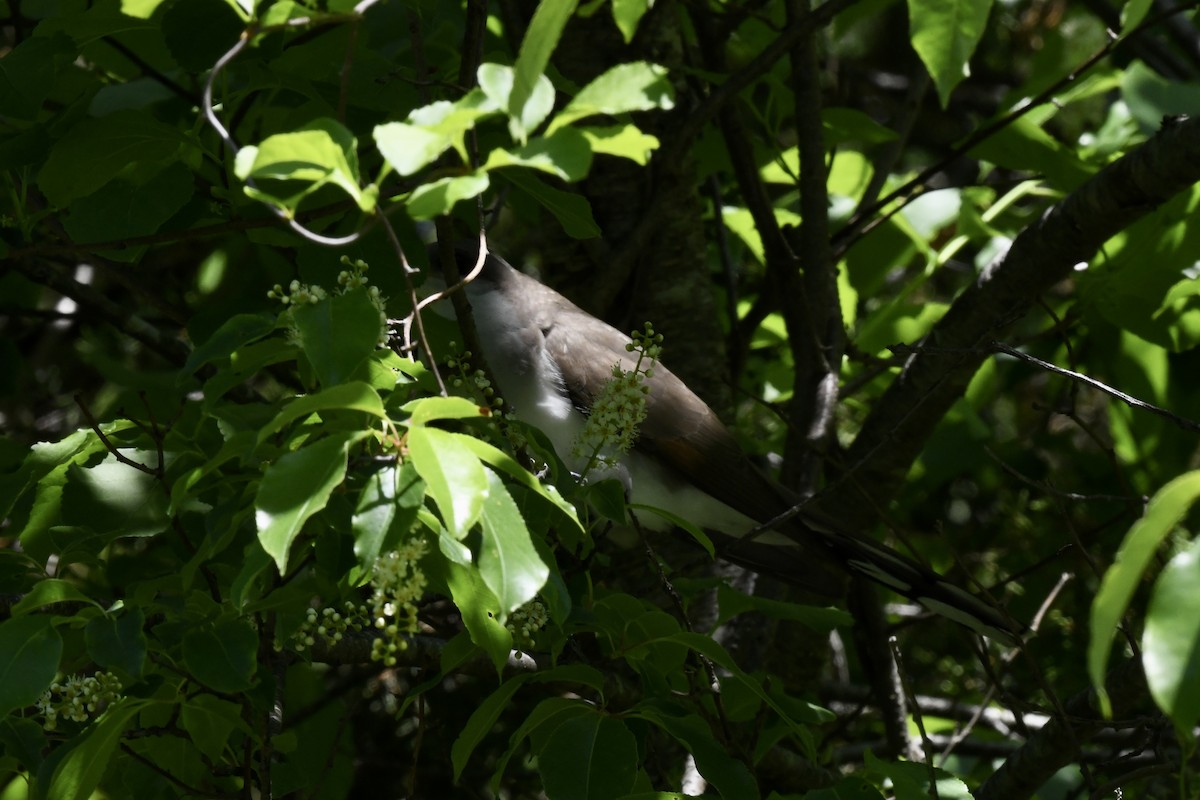 Yellow-billed Cuckoo - ML619491229