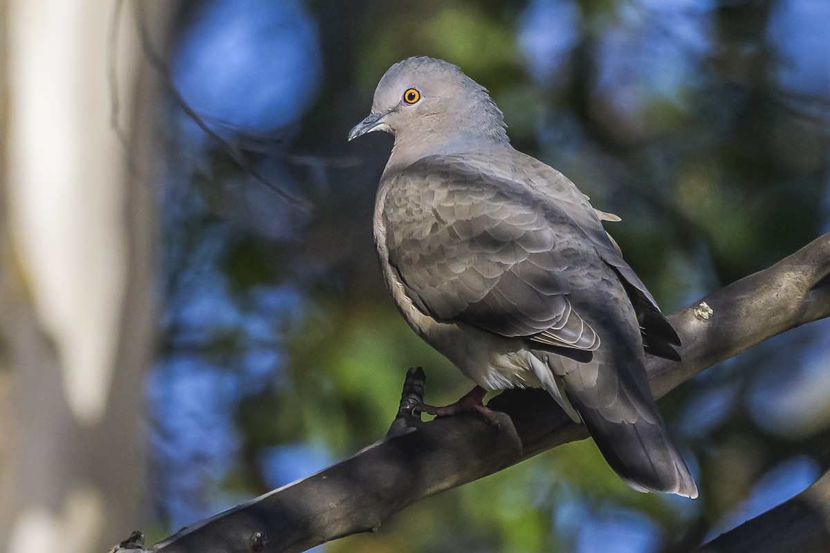 White-tipped Dove - Amed Hernández