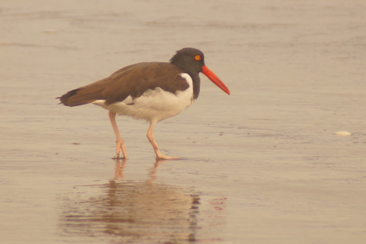 American Oystercatcher - Rodrigo Jorquera Gonzalez