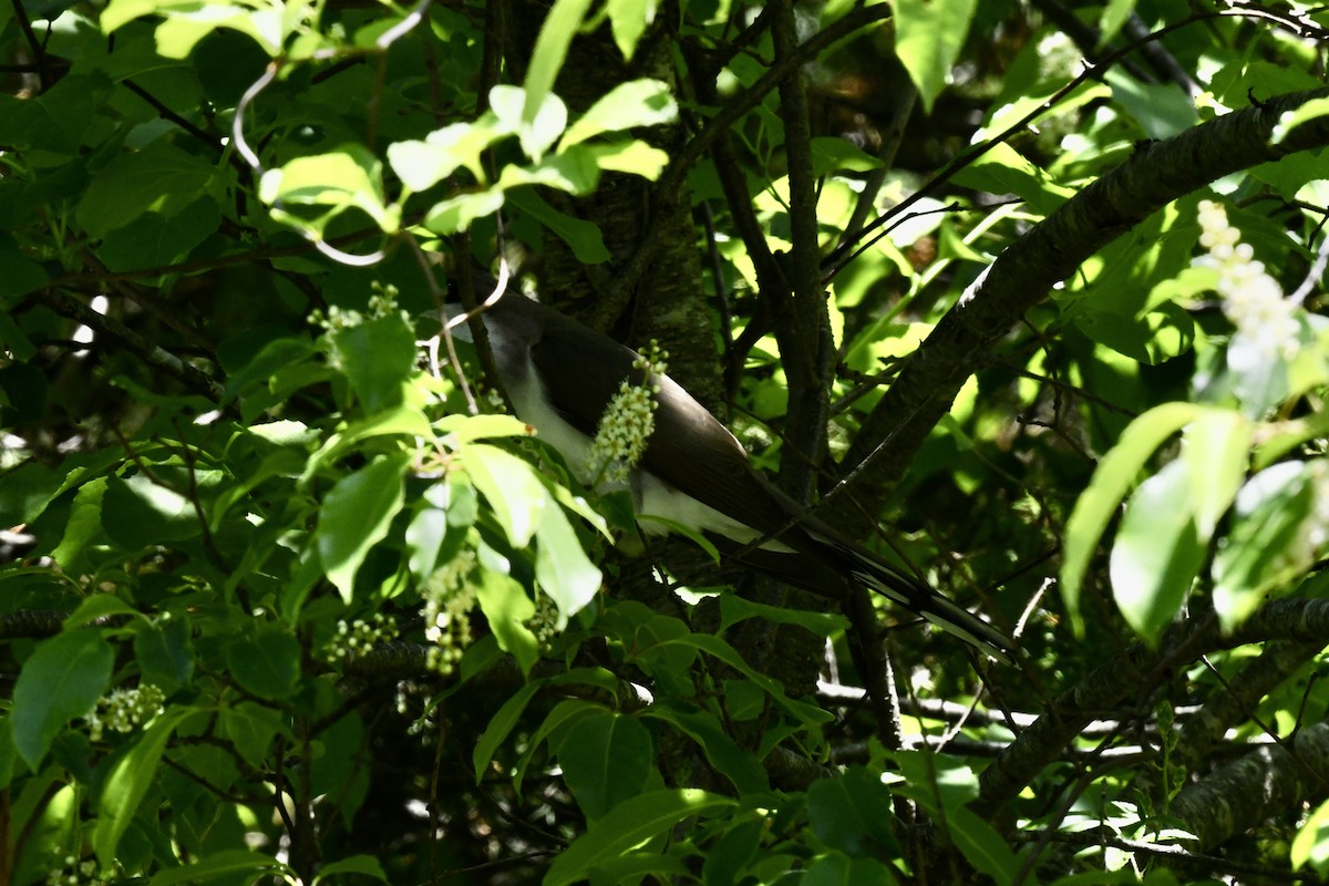 Yellow-billed Cuckoo - ML619491240