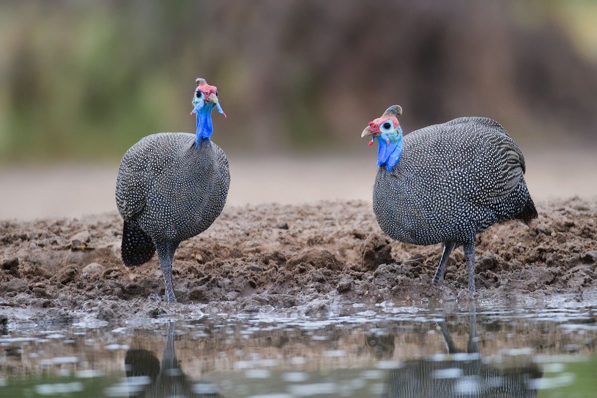 Helmeted Guineafowl - Cole Penning