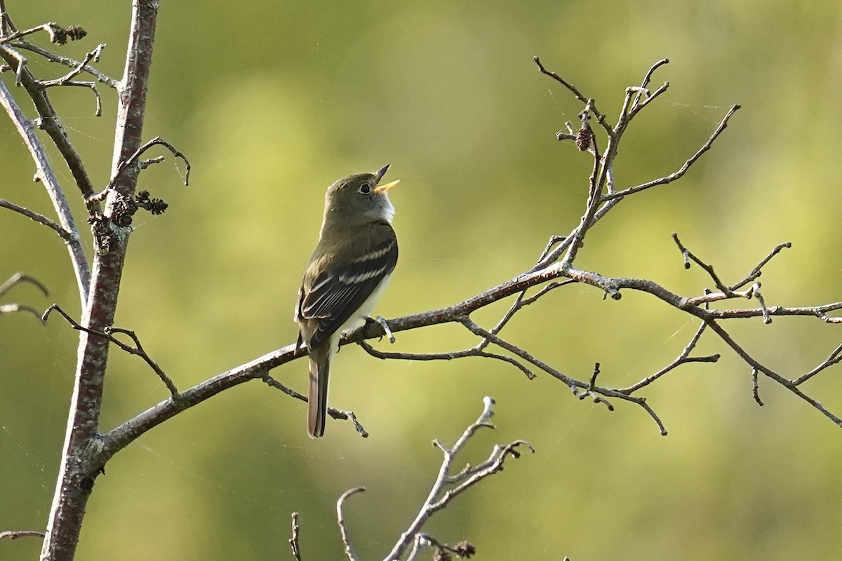 Alder Flycatcher - Bob Plohr