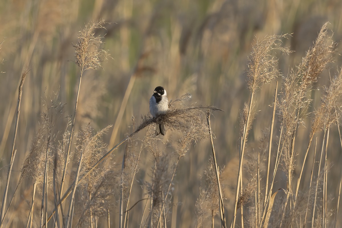 Reed Bunting - Delfin Gonzalez