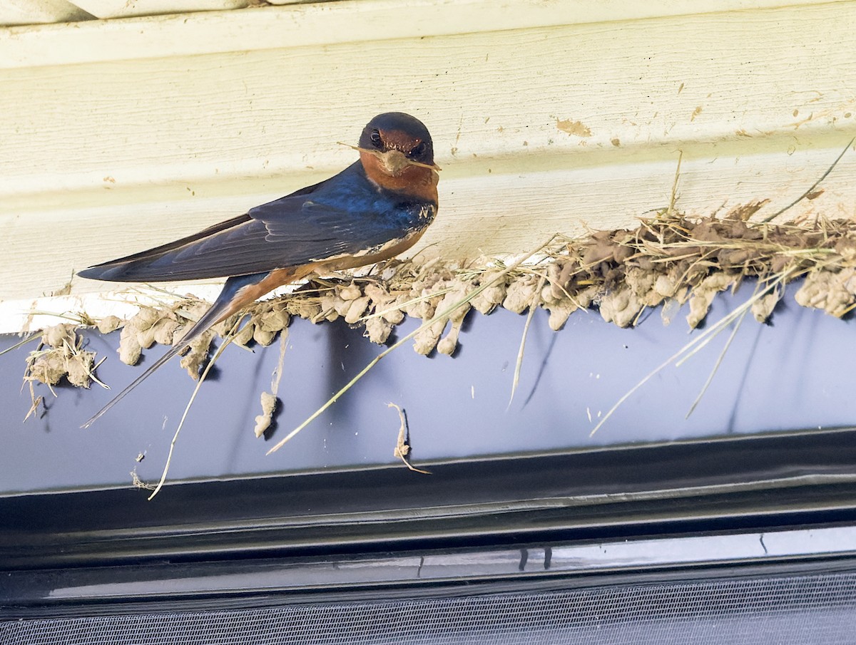 Barn Swallow - ML619491253