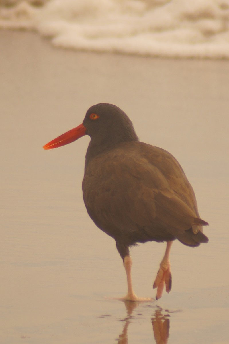 Blackish Oystercatcher - Rodrigo Jorquera Gonzalez