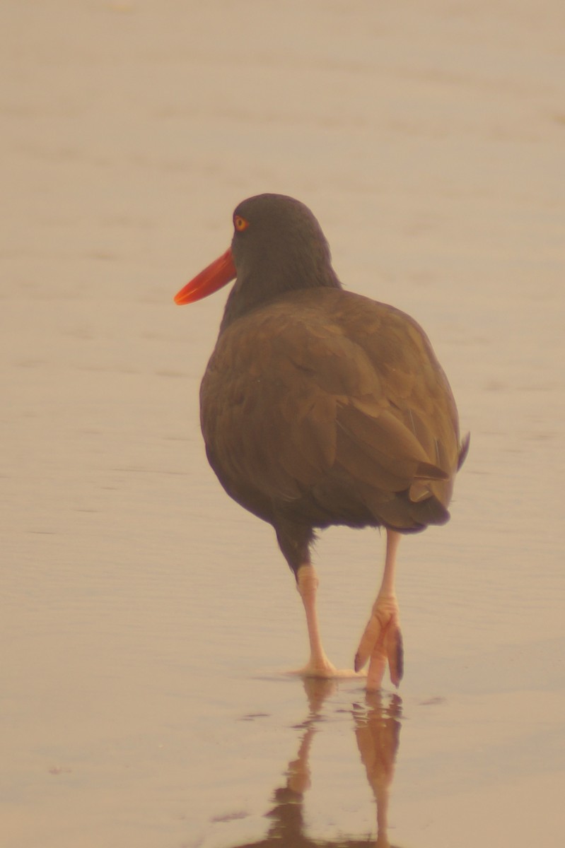 Blackish Oystercatcher - Rodrigo Jorquera Gonzalez