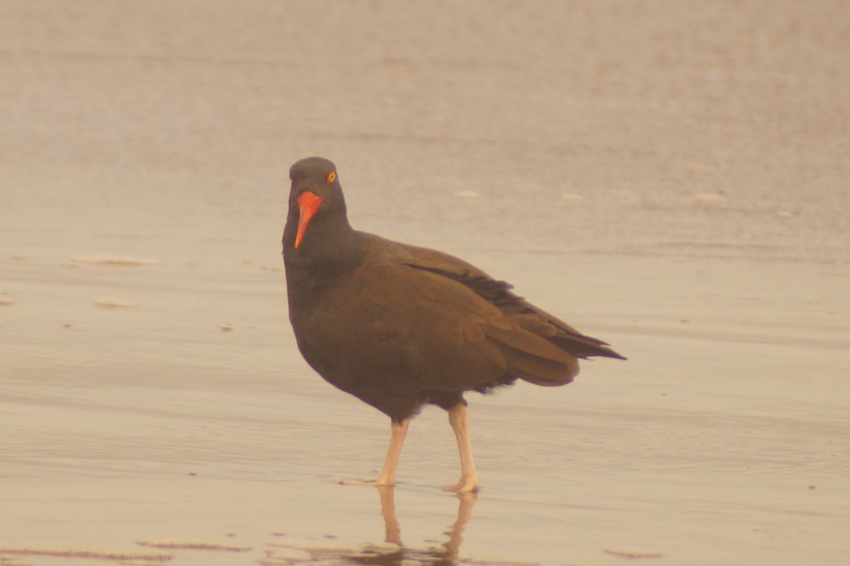 Blackish Oystercatcher - Rodrigo Jorquera Gonzalez