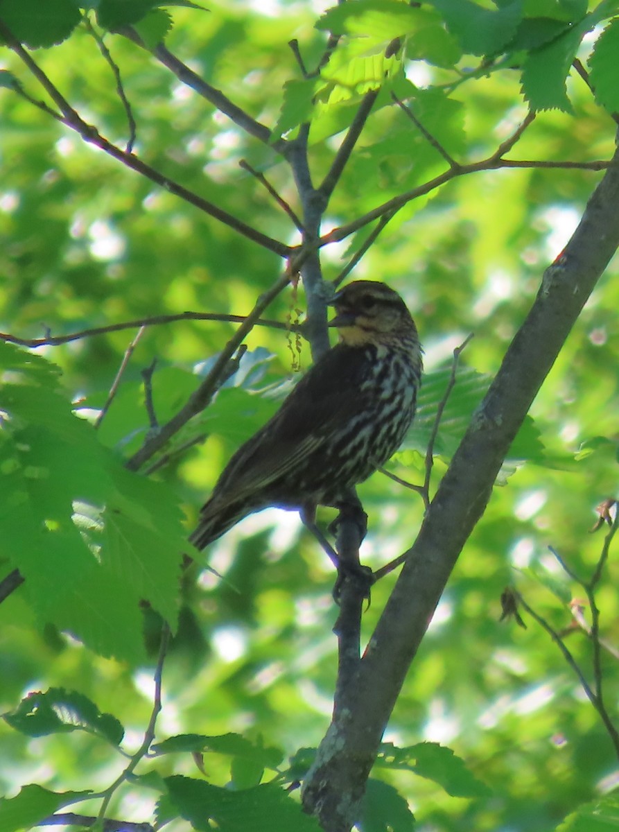 Red-winged Blackbird - Maryangela Buskey