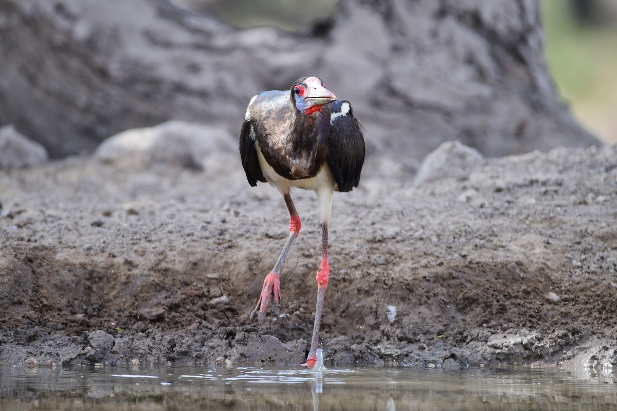 Abdim's Stork - Cole Penning