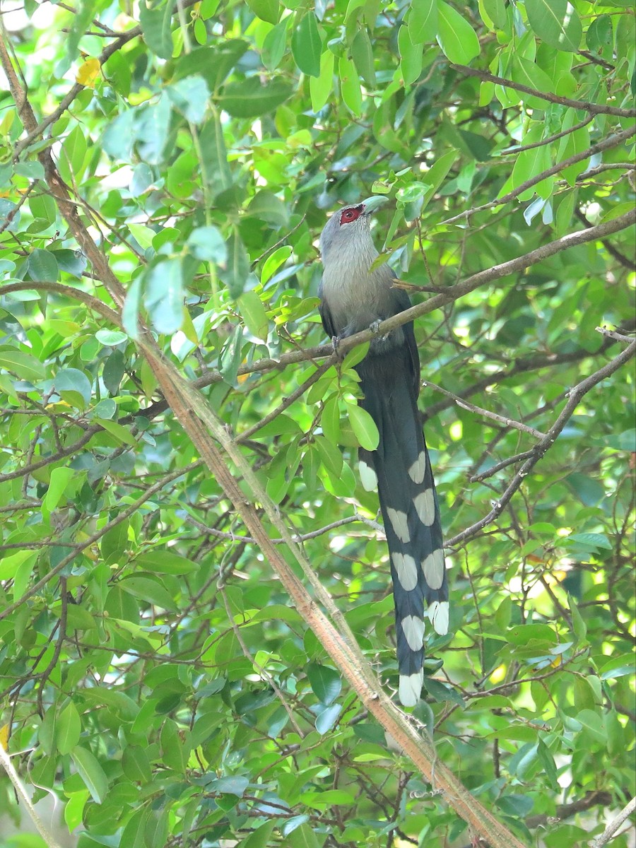 Green-billed Malkoha - Matthias Alberti