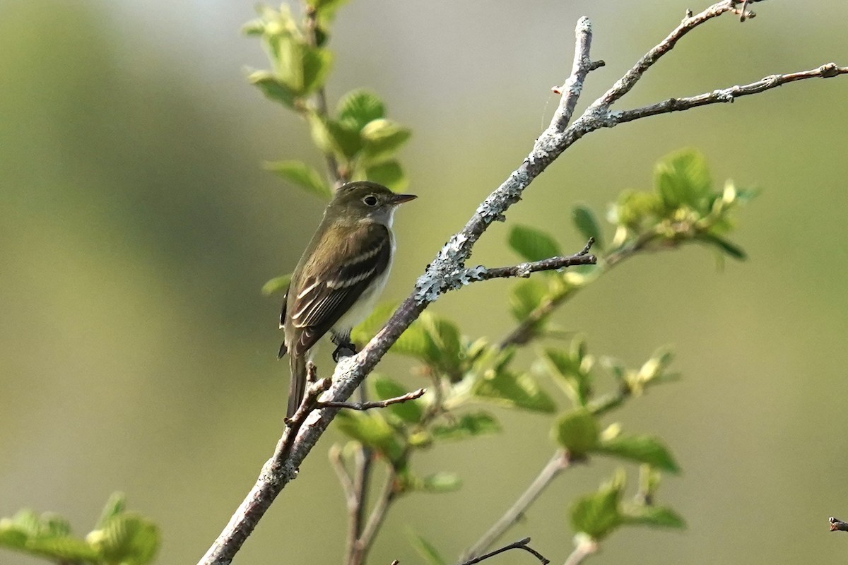 Alder Flycatcher - Bob Plohr