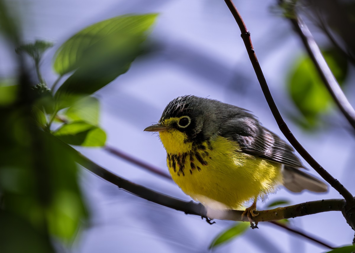 Canada Warbler - William Rideout