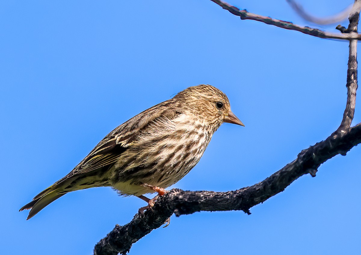 Pine Siskin - William Rideout