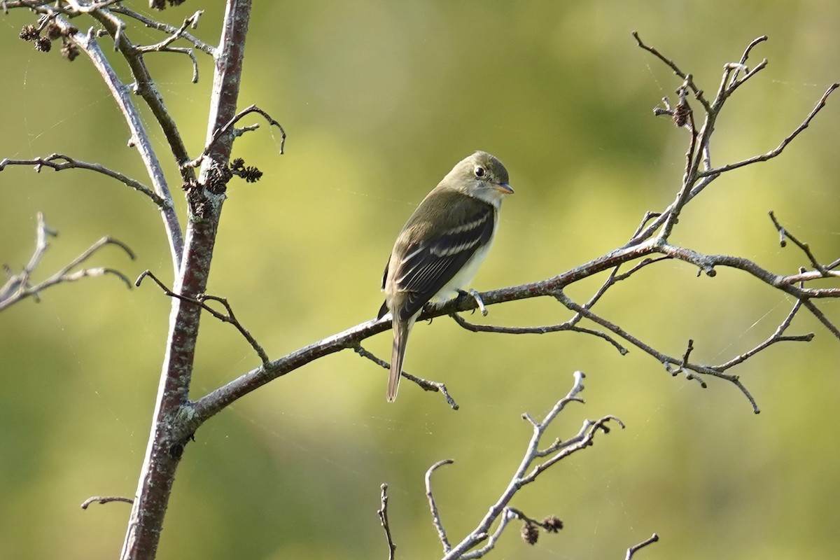 Alder Flycatcher - Bob Plohr