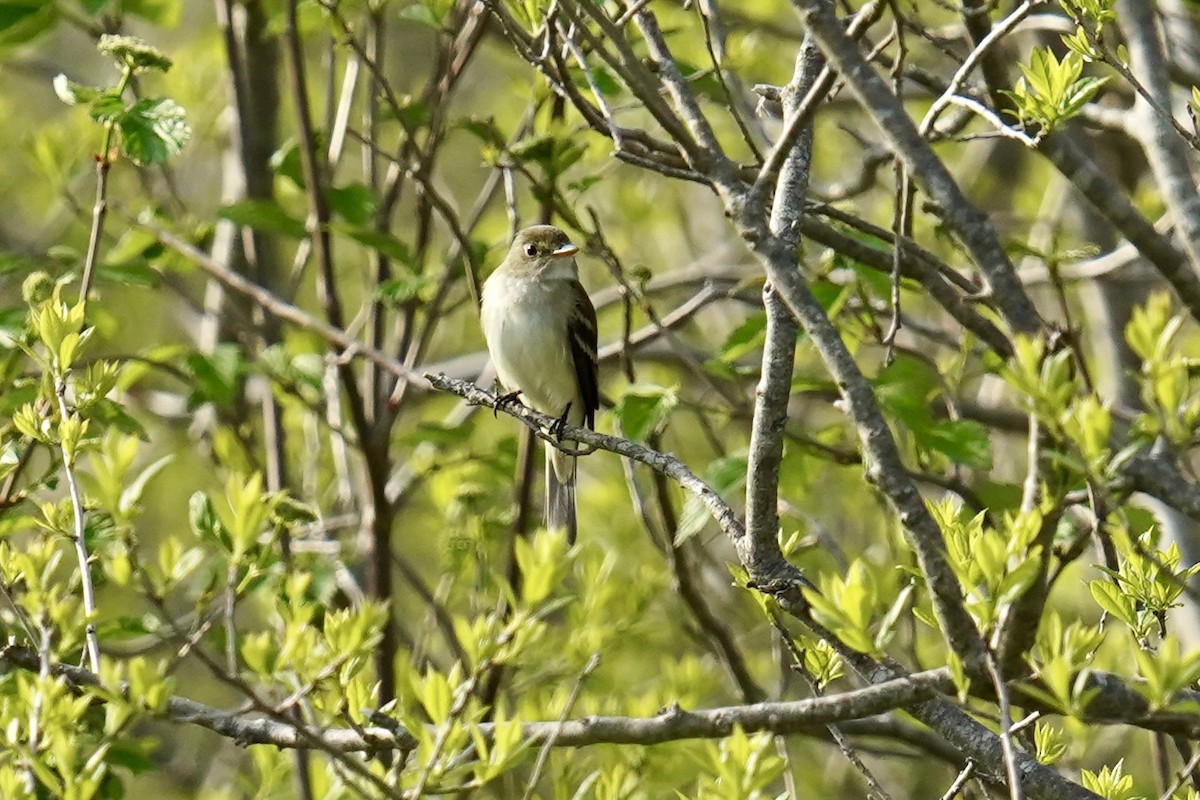 Alder Flycatcher - ML619491277