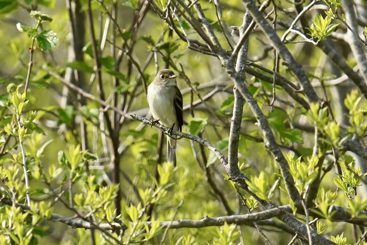 Alder Flycatcher - Bob Plohr