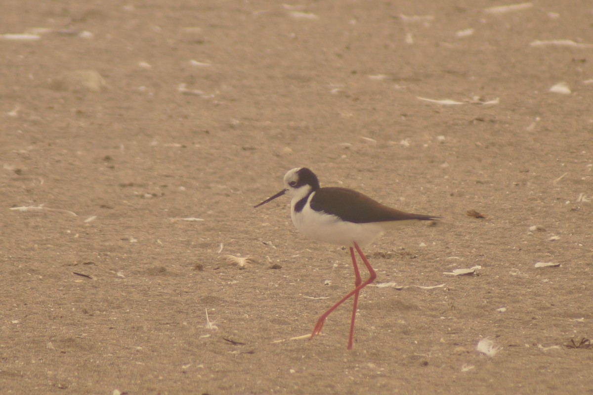 Black-necked Stilt - ML619491278