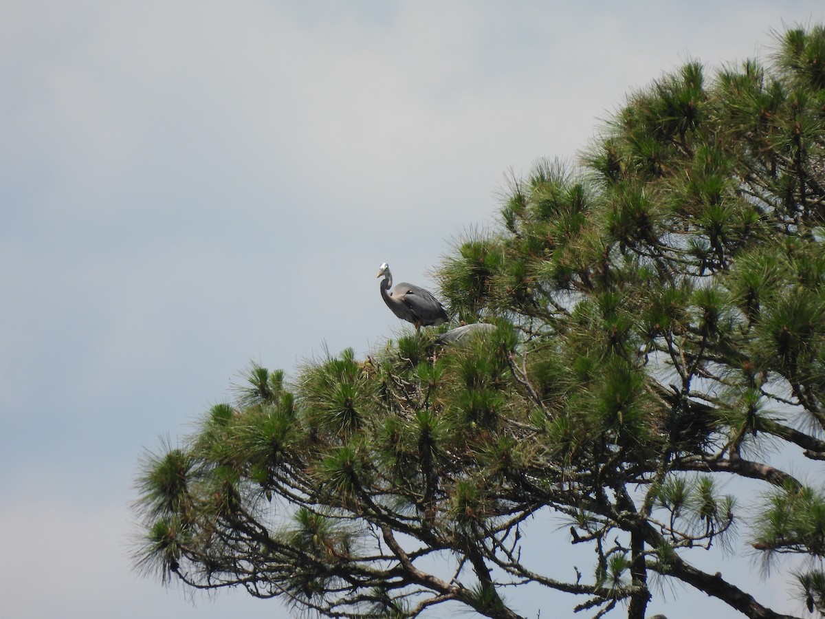 Great Blue Heron - Carol Porch