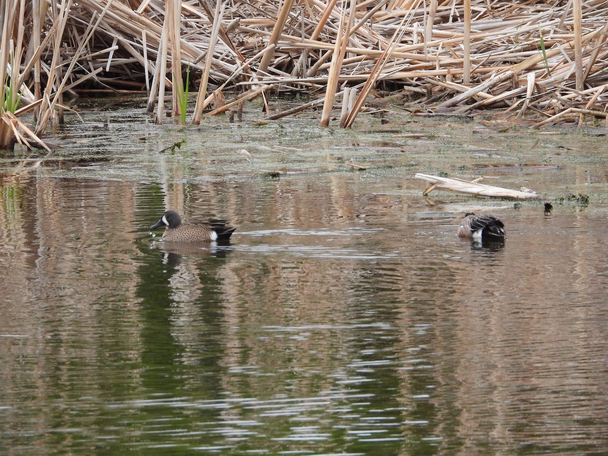 Blue-winged Teal - Gerard Nachtegaele