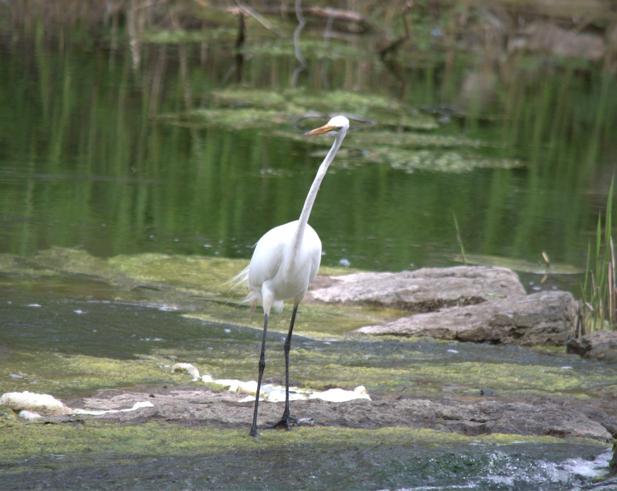 Great Egret - ML619491288