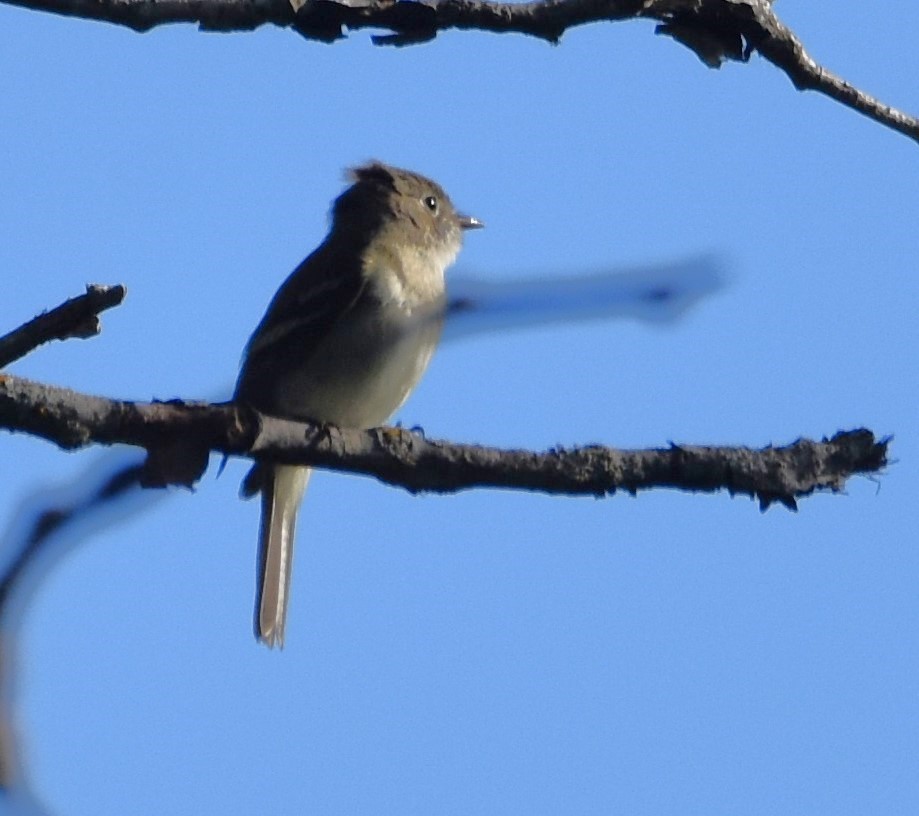 Least Flycatcher - Ted Stewart