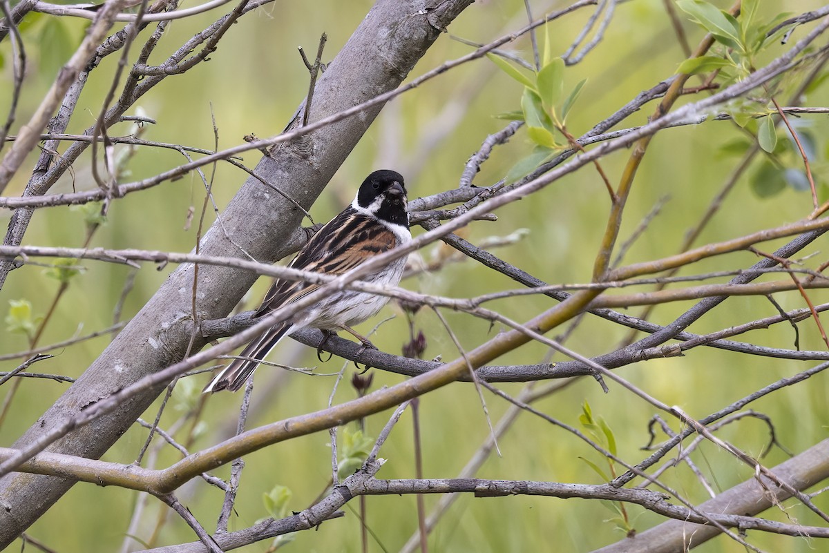 Reed Bunting - Delfin Gonzalez