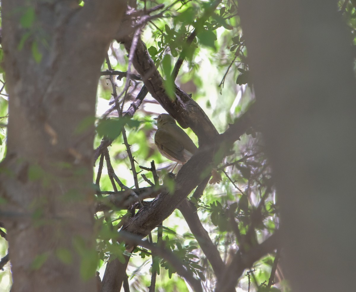 Hermit Thrush - ML619491300