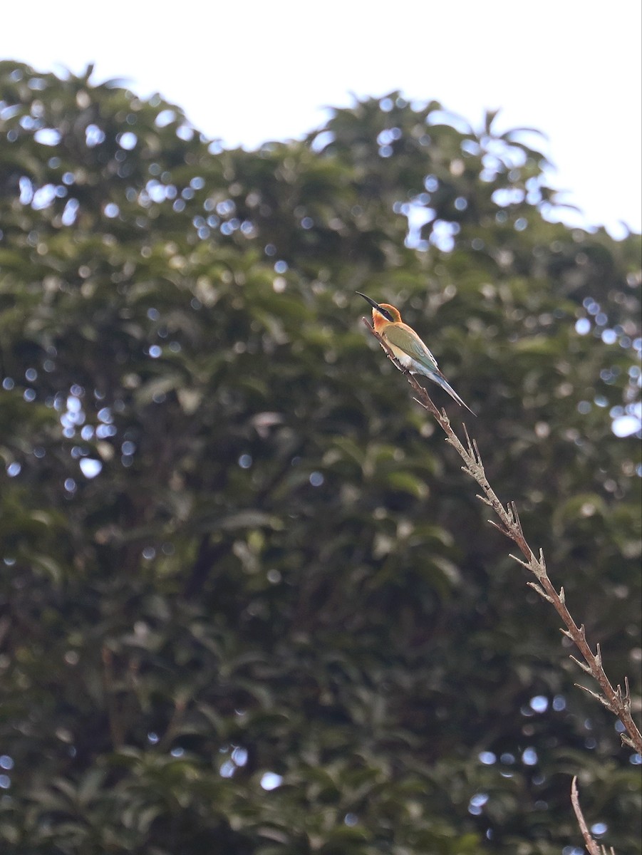 Blue-tailed Bee-eater - Matthias Alberti