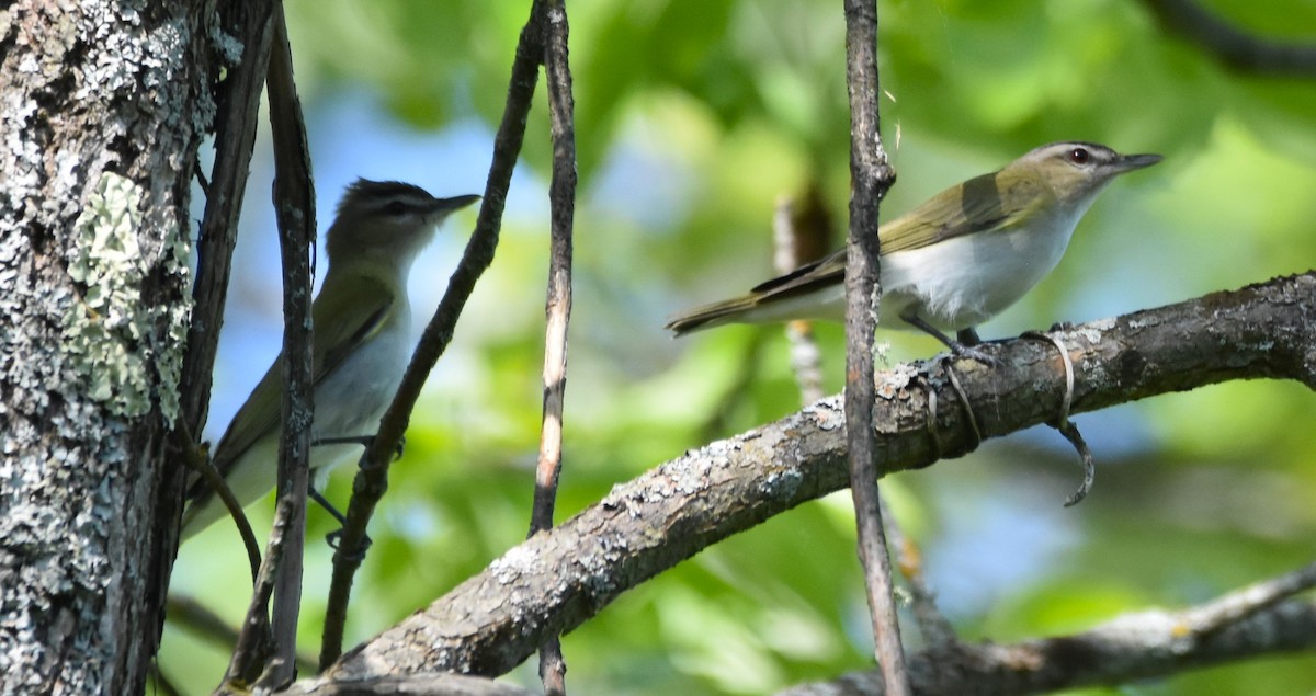Red-eyed Vireo - Ted Stewart