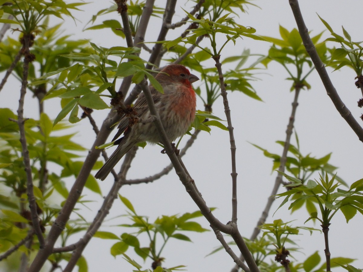 House Finch - Gerard Nachtegaele