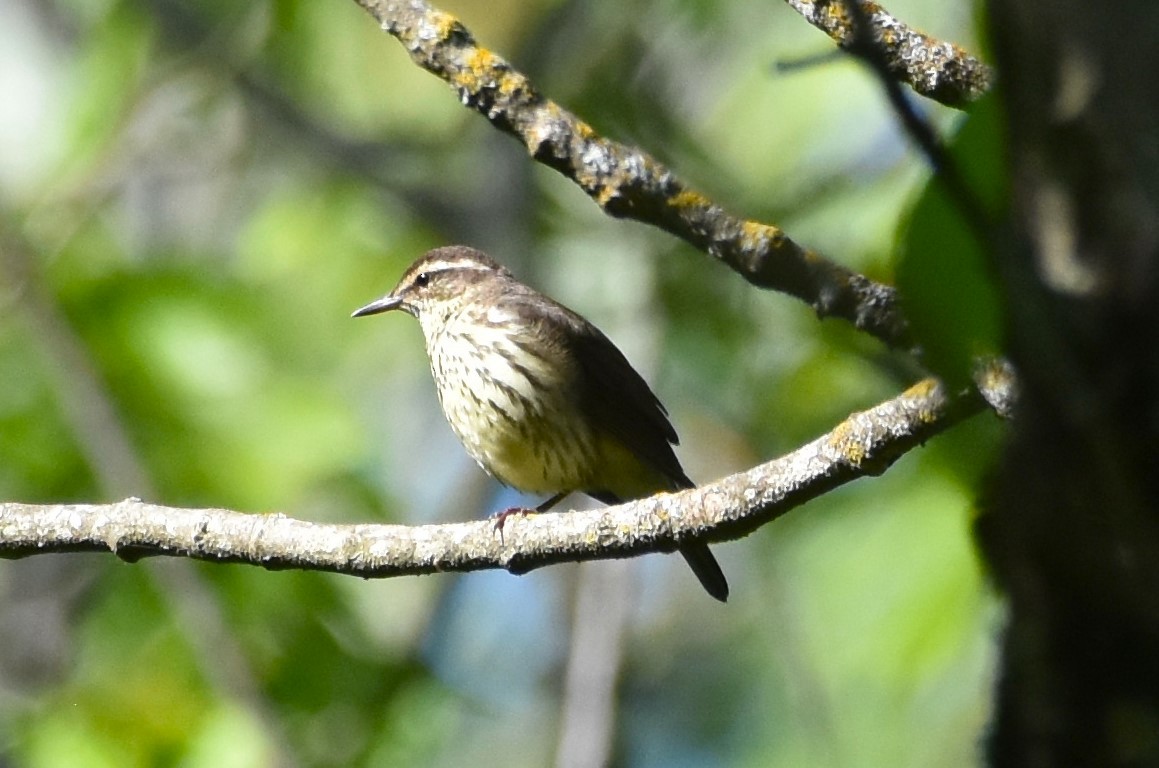 Northern Waterthrush - Ted Stewart