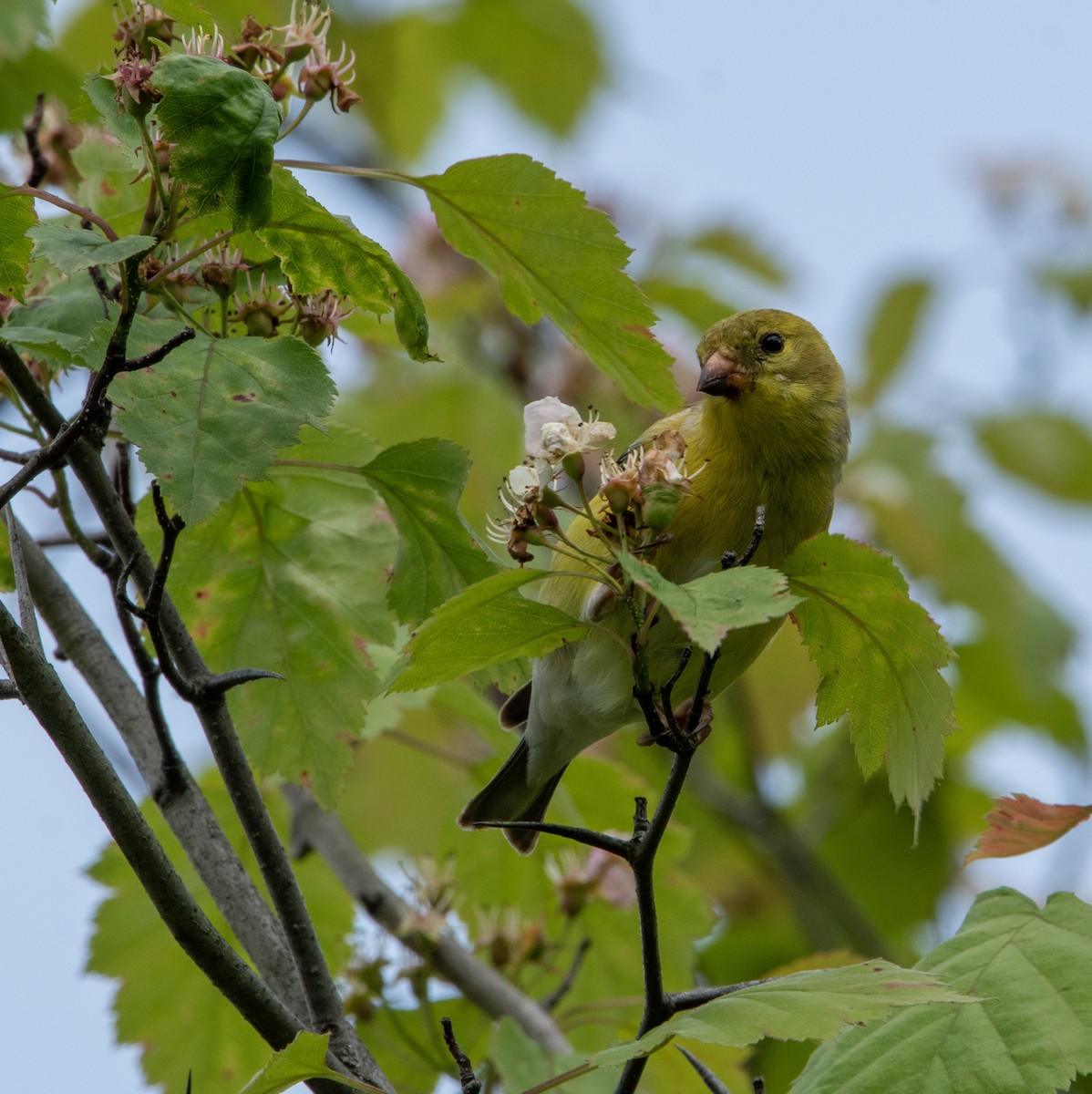 American Goldfinch - Marilyn Ogof