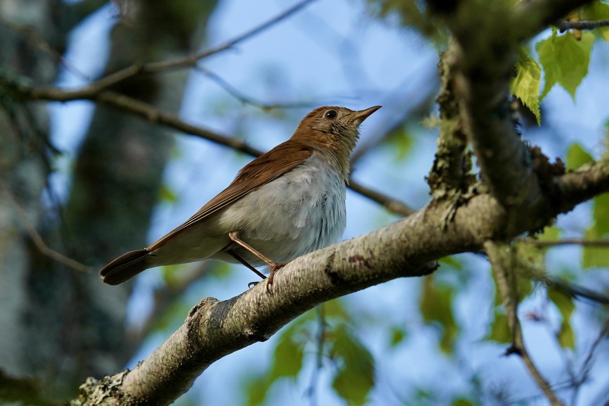 Veery - Bob Plohr