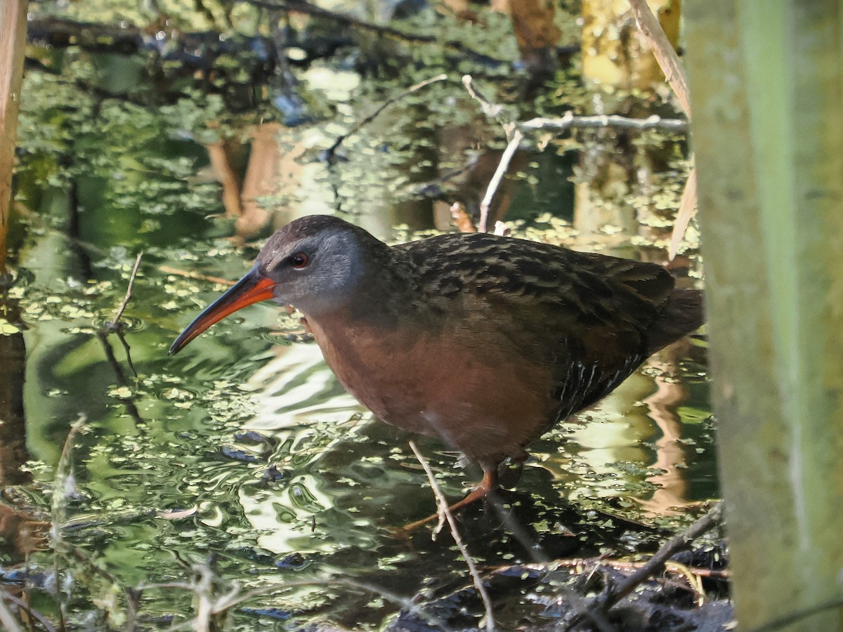 Virginia Rail - Jack Wickel