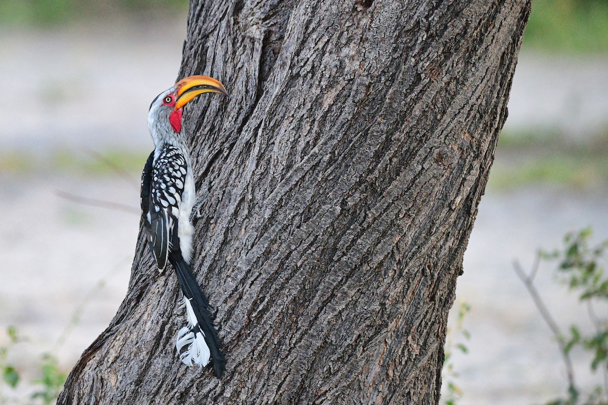 Southern Yellow-billed Hornbill - ML619491327