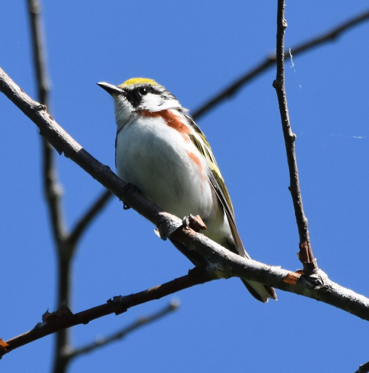 Chestnut-sided Warbler - Ted Stewart