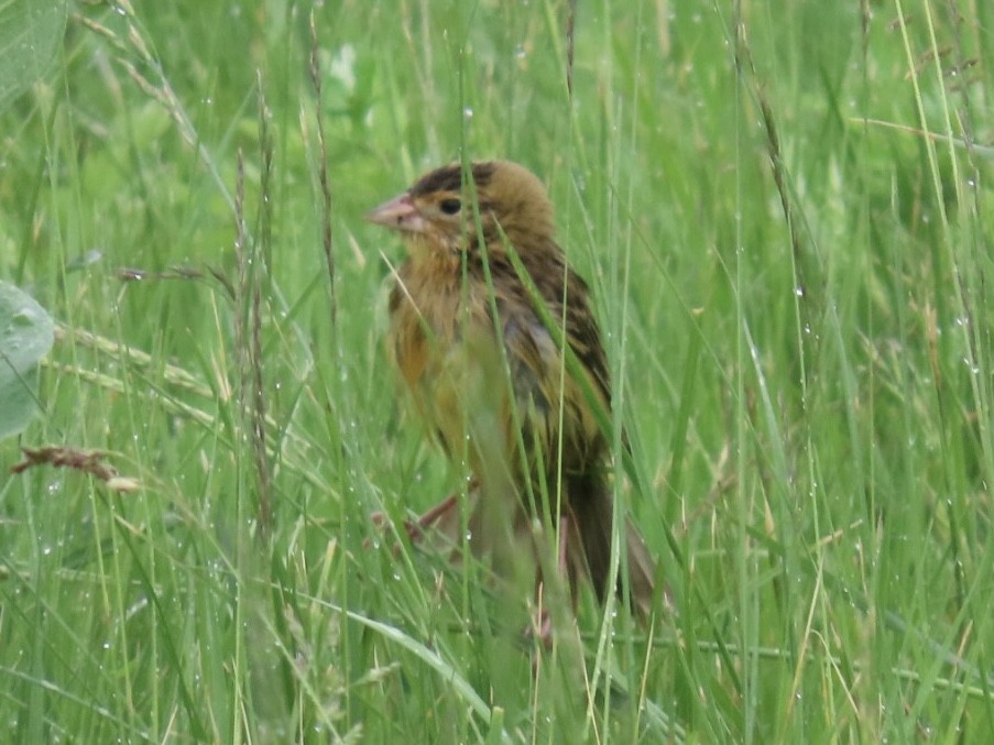 Bobolink - ML619491331