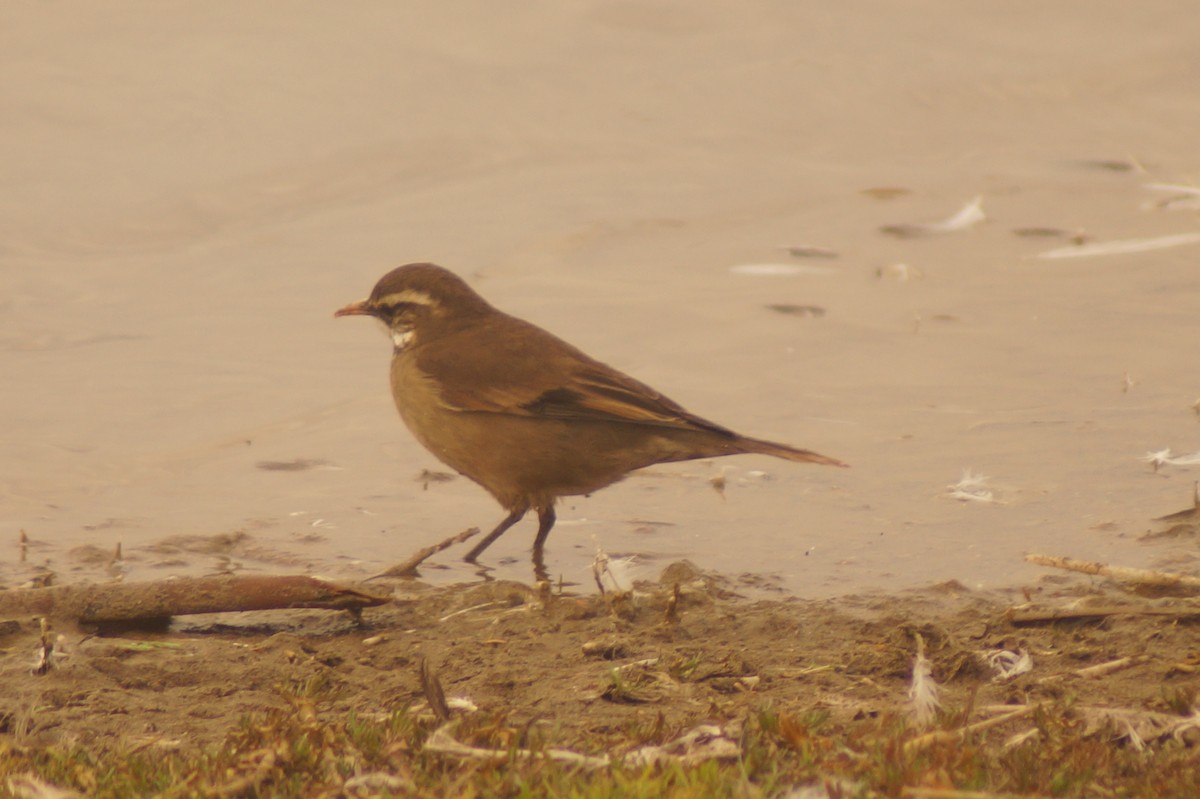 Buff-winged Cinclodes - Rodrigo Jorquera Gonzalez