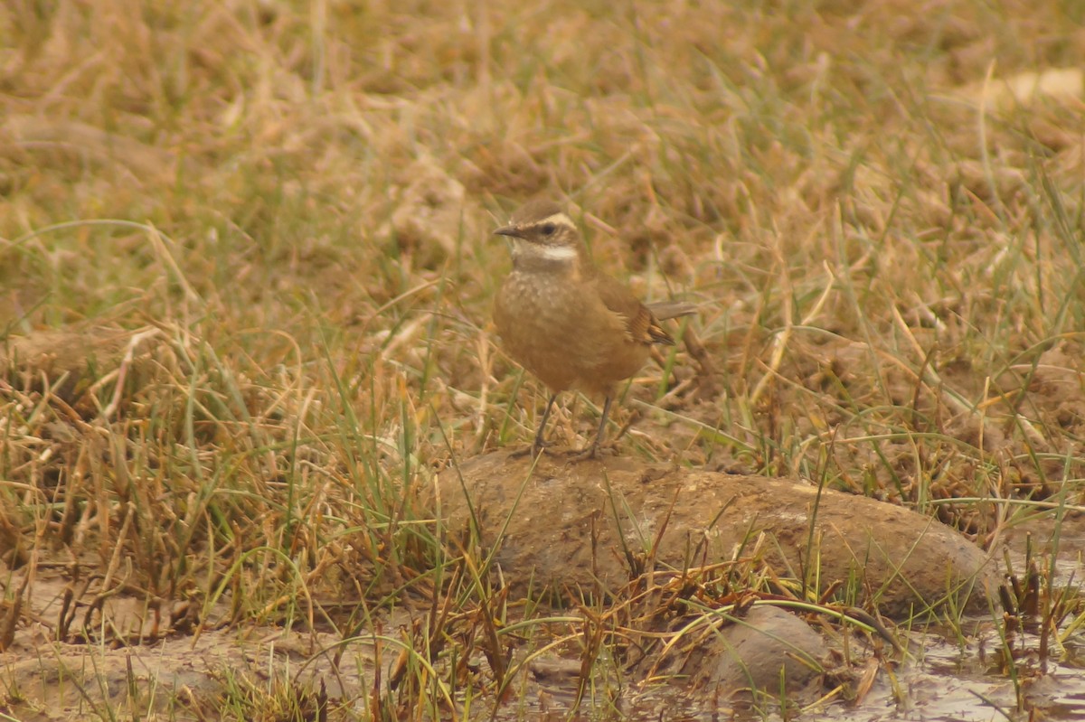 Buff-winged Cinclodes - Rodrigo Jorquera Gonzalez